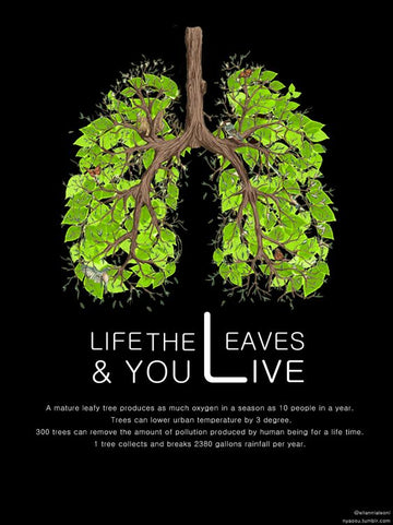 Celebrating World Environment Day: A Guide to Making a Difference