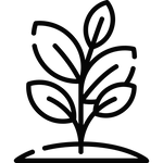 Plant-Based Formula